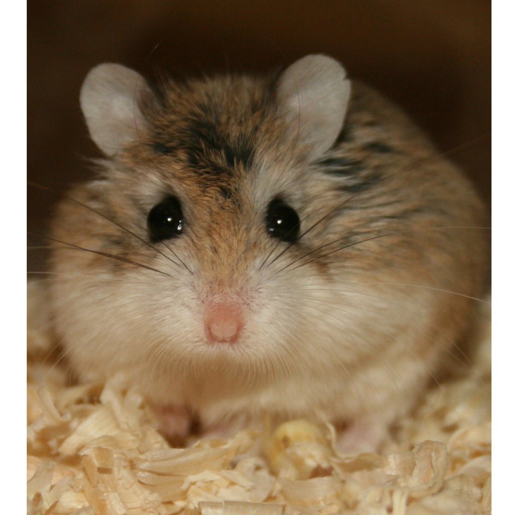 Dwarf Hamster Guide The 1 Resource For Dwarf Hamster Owners