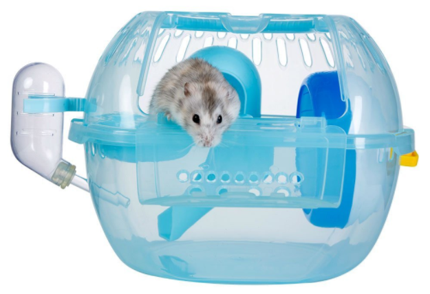 dwarf hamster in travel cage