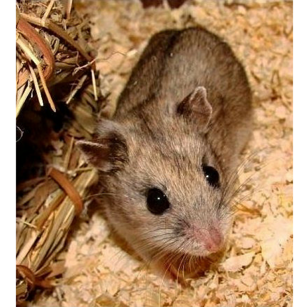 Winter White Dwarf Hamster Lifespan: A Comprehensive Guide