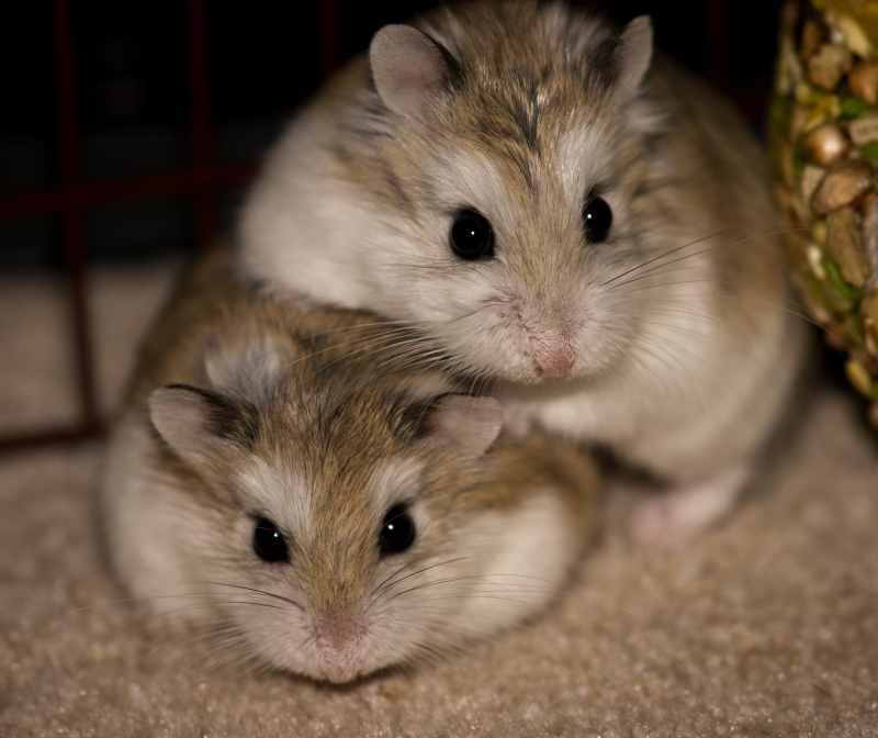 Robo Dwarf Hamster Sleeping Robo Dwarf Hamster Sleeping