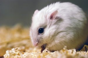 Pearl Winter White hamster