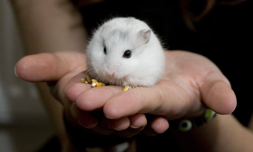 Winter white hamster being handled and fed