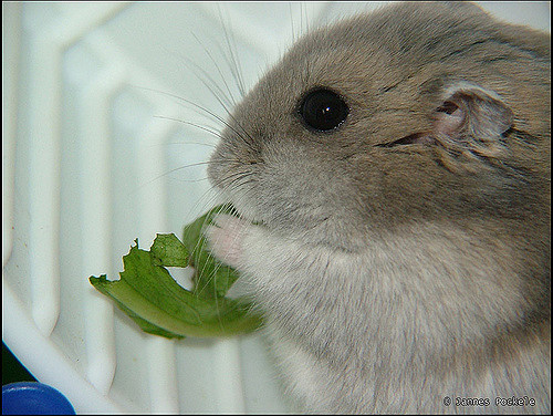 dwarf hamster eating lettuce