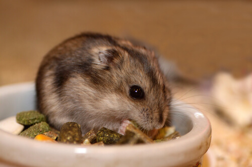 roborovski hamster treats