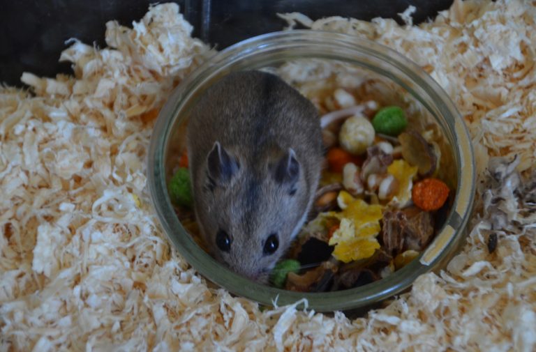 hamster food bowl