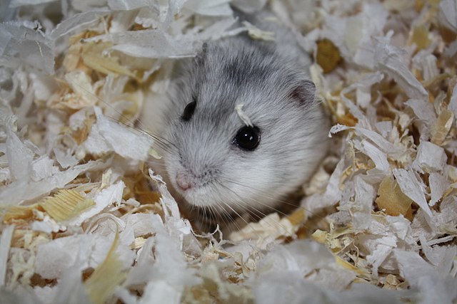 dwarf hamster in bedding