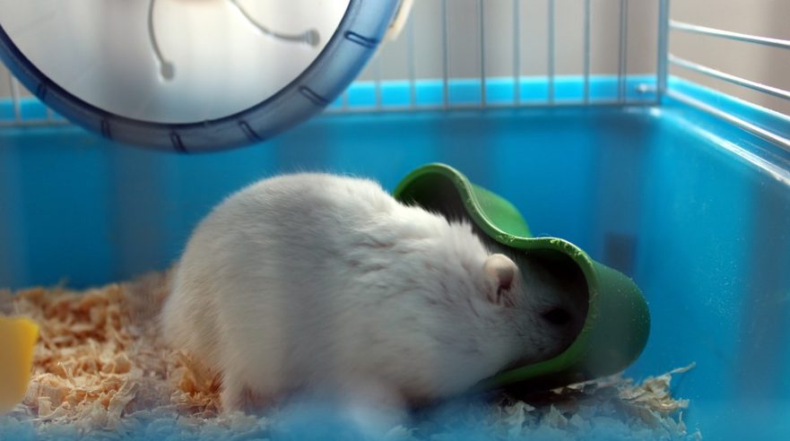 cleaning winter white dwarf hamster