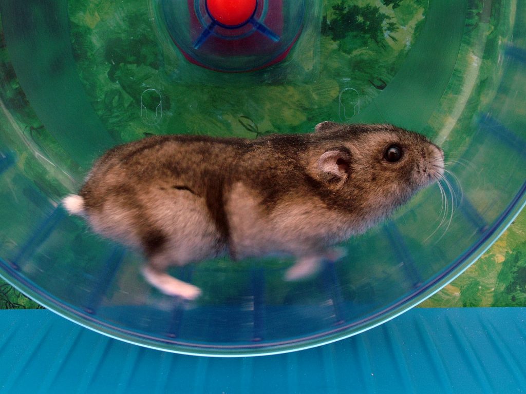 Do Hamsters Need A Wheel? Here's Why Hamsters Love Exercise Wheels