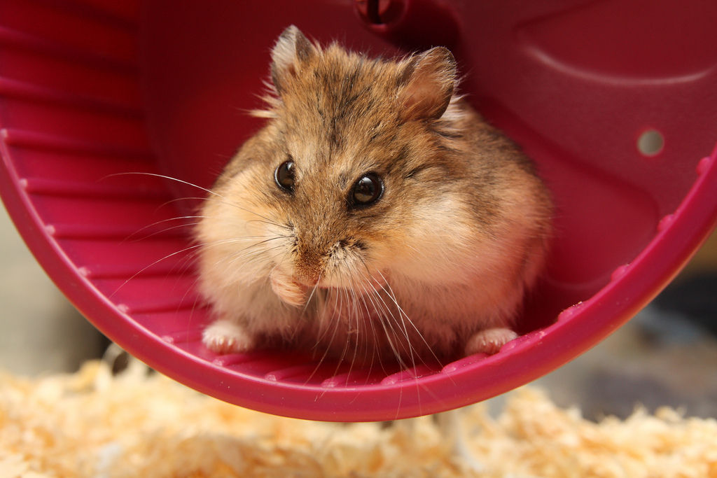 8. Popular breed of hamster