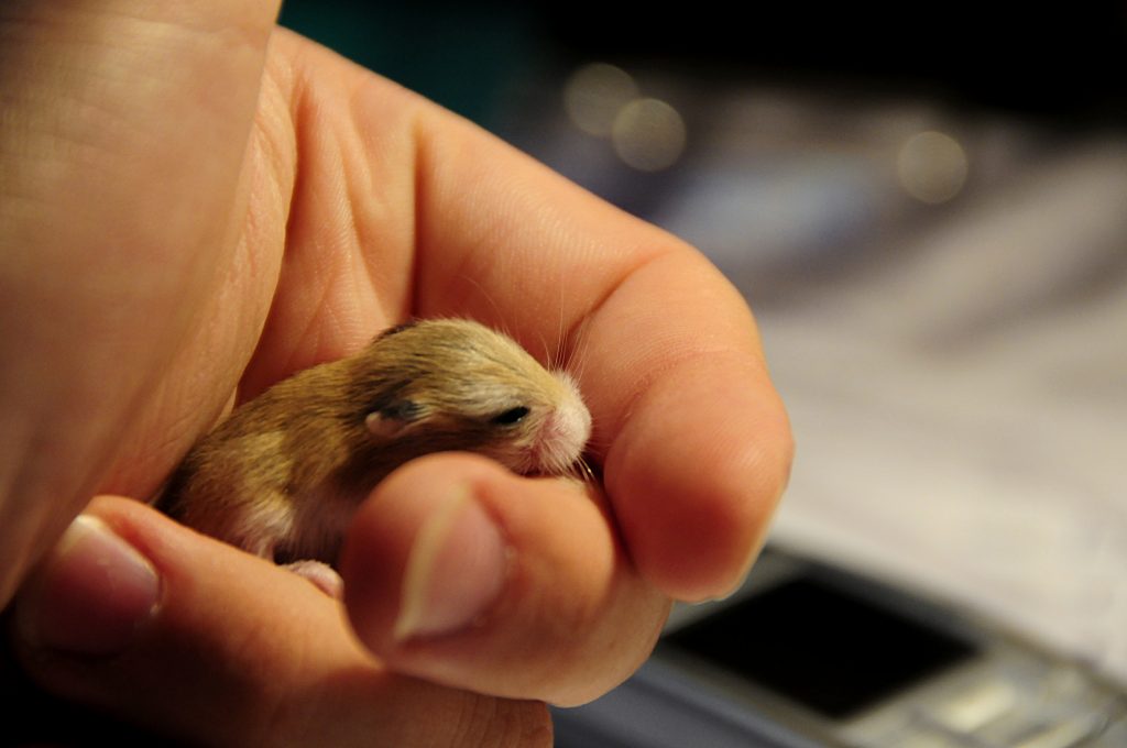 Roborovski Dwarf Hamster Lifespan: How Long Do Robos Live?