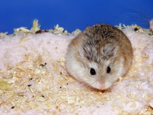 Robo hamster in cage