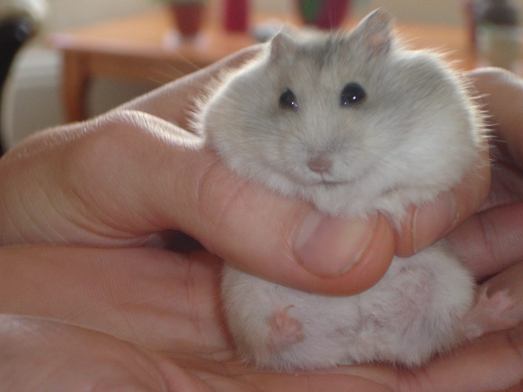 How To Keep A Winter White Dwarf Hamster - Info And Care Guide