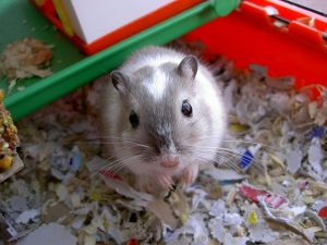 grey gerbil in cage