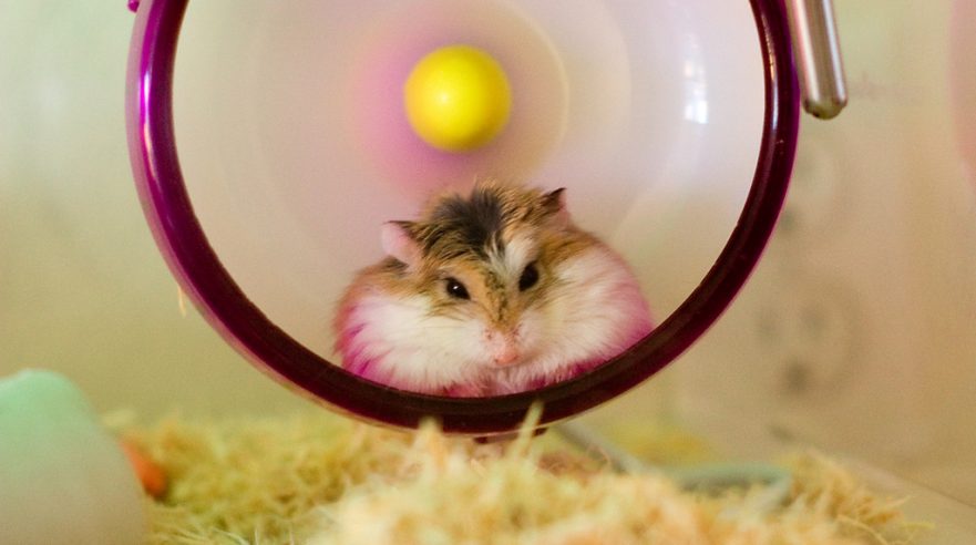 Roborovski hamster sitting on wheel