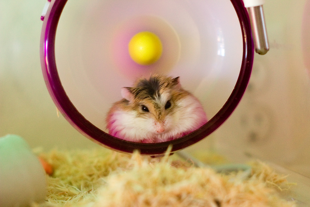 Do Hamsters Want A Wheel? This is Why Hamsters Love Train Wheels